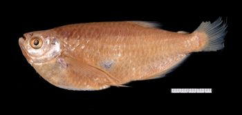 Media type: image;   Ichthyology 21264 Description: photograph;  Aspect: lateral